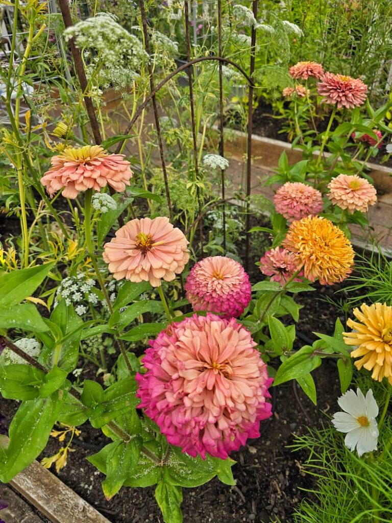 Ballerina zinnias growing in the cut flower garden