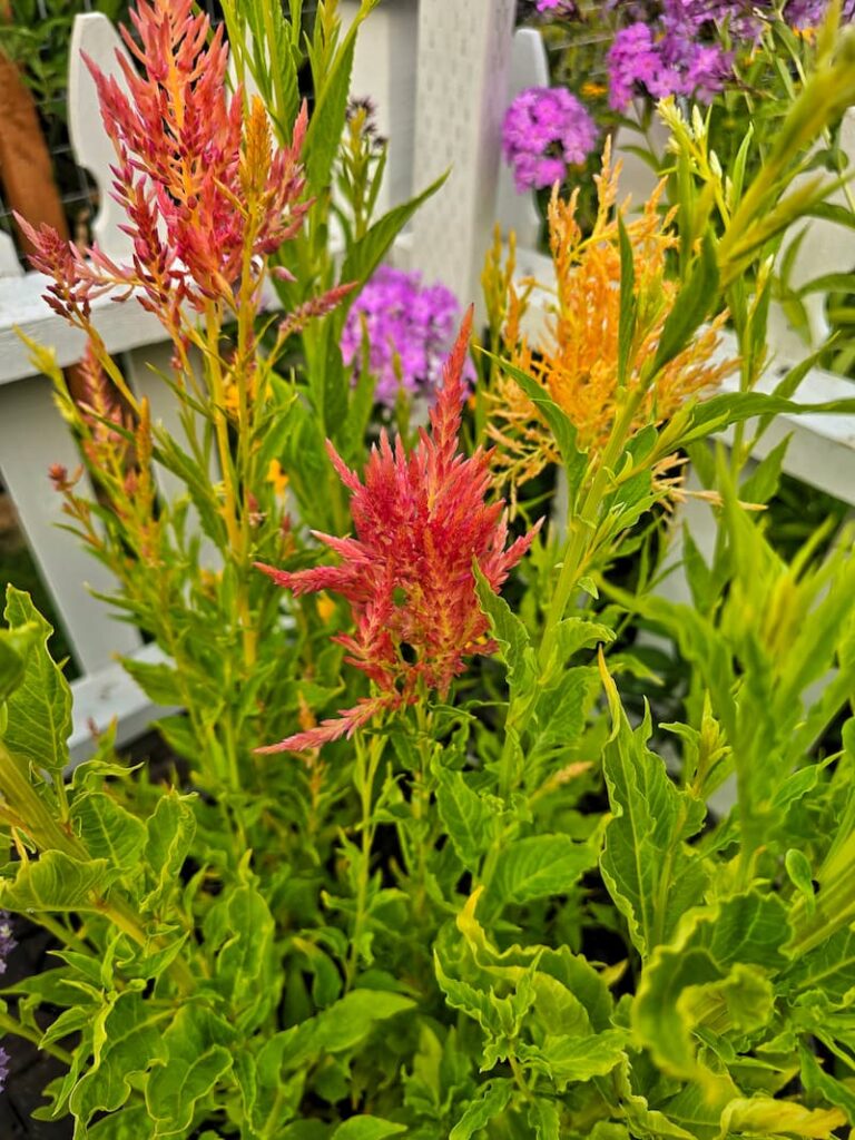 orange and yellow celosia growing in the garden