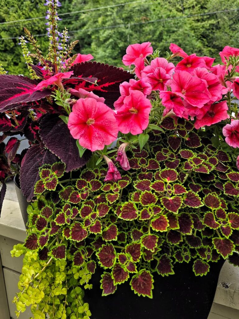 flower planters in town of Snug Harbour