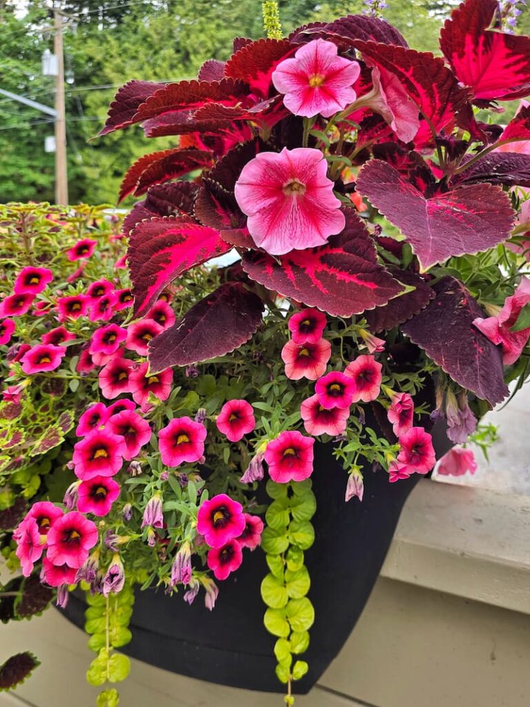 flower planters in town of Snug Harbour