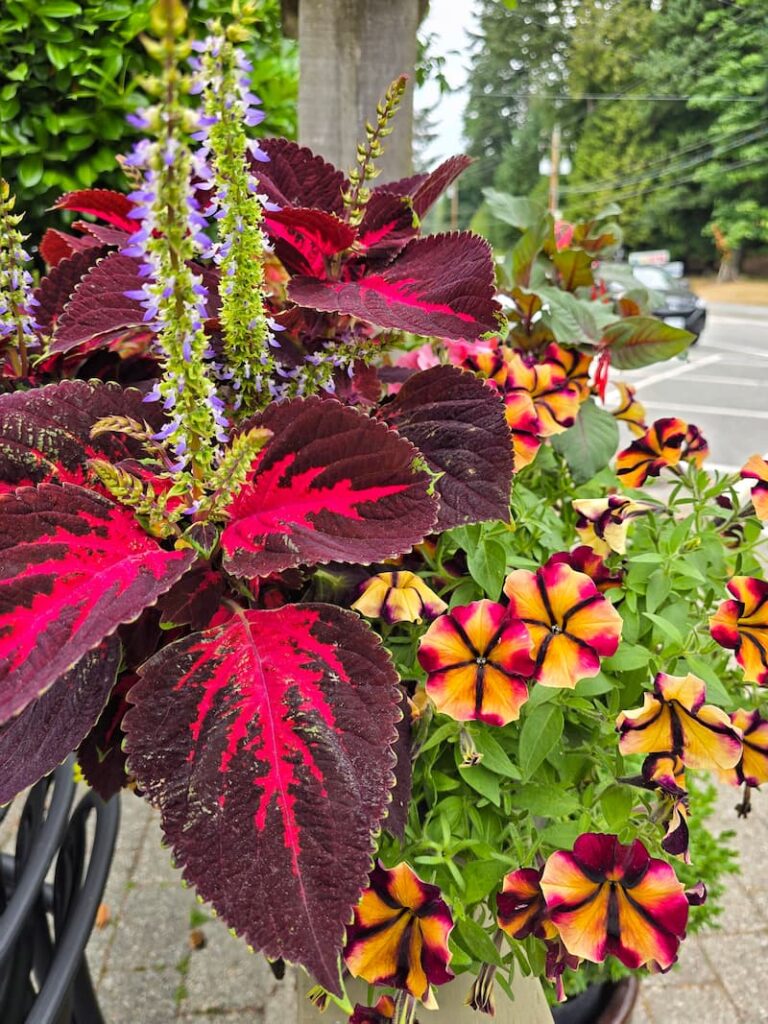 flower planters in town of Snug Harbour