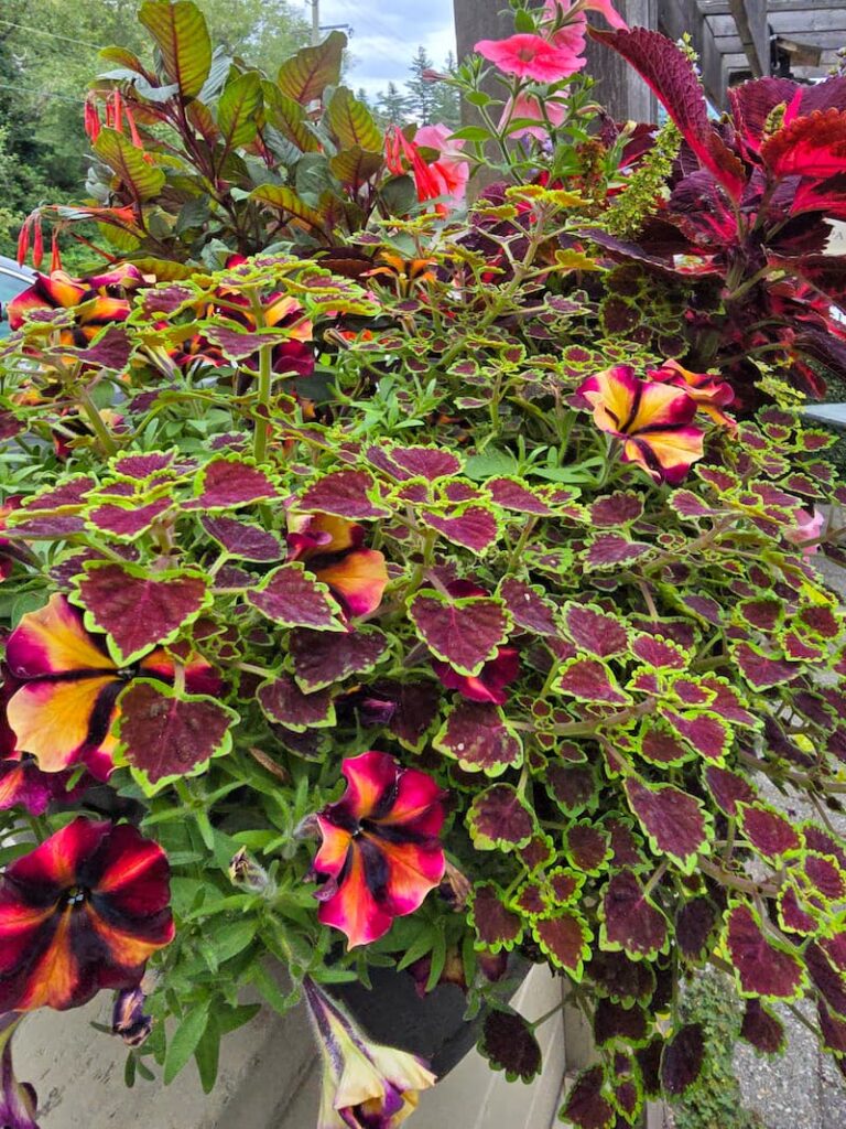flower planters in town of Snug Harbour