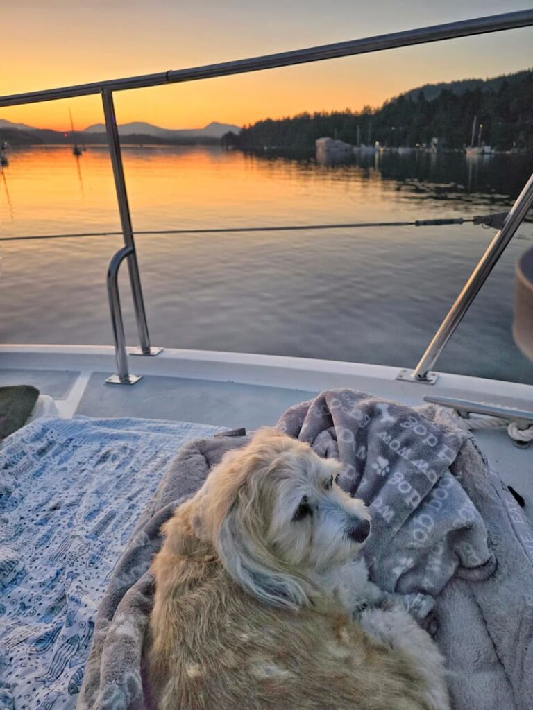 sunset from the boat with cream dog