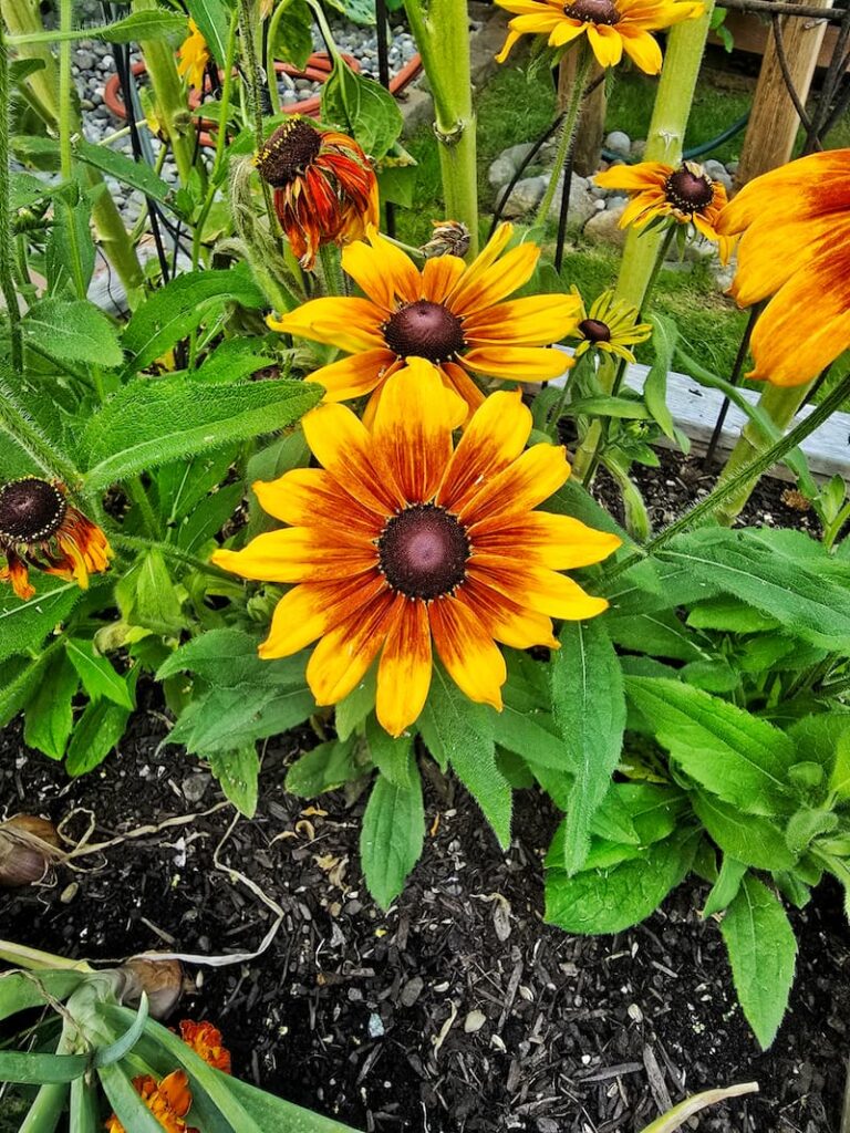 cappuccino rudbeckia