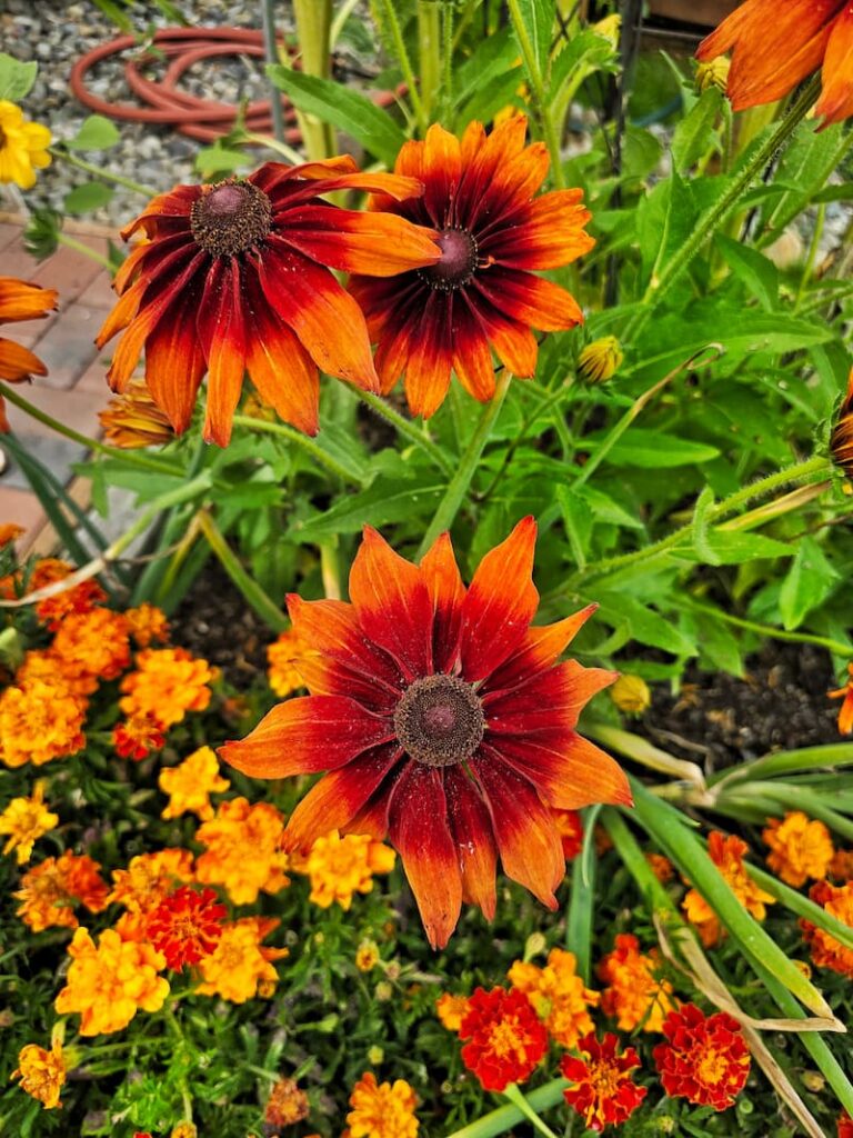 black-eyed susans and marigolds growing in the fall garden