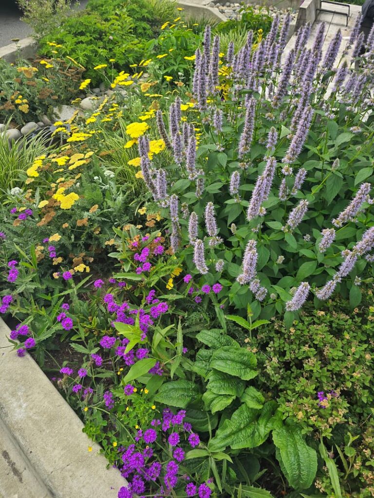 flowers in the charming town of Deep Cove