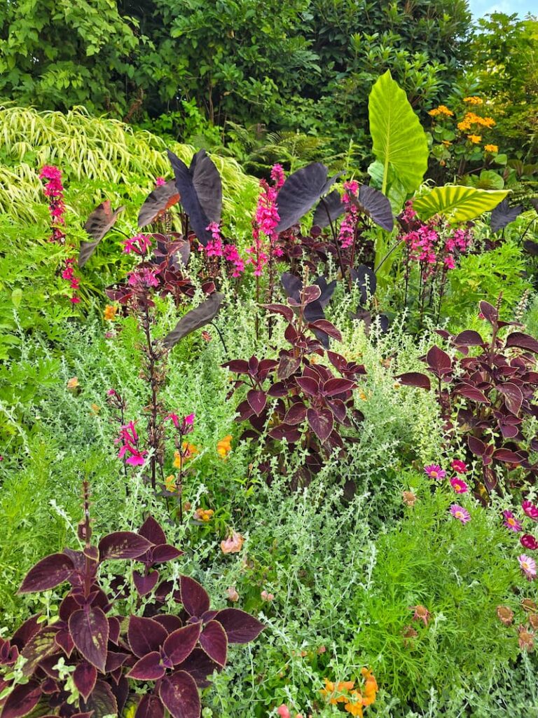 flowers in the charming town of Deep Cove