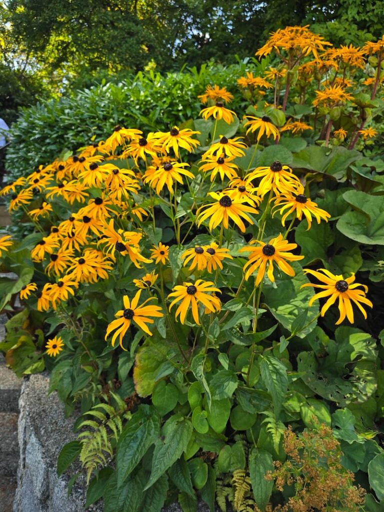 flowers in the charming town of Deep Cove