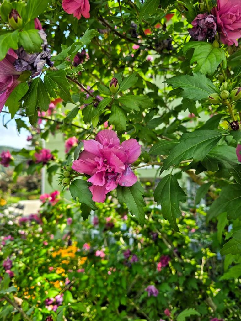 flowers in the charming town of Deep Cove