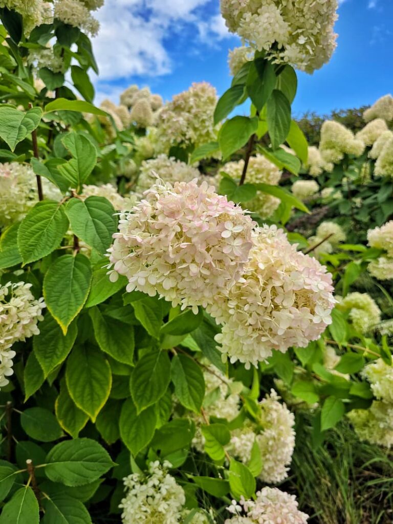 panicle cream hydrangeas starting to turn a light rose color in the garden