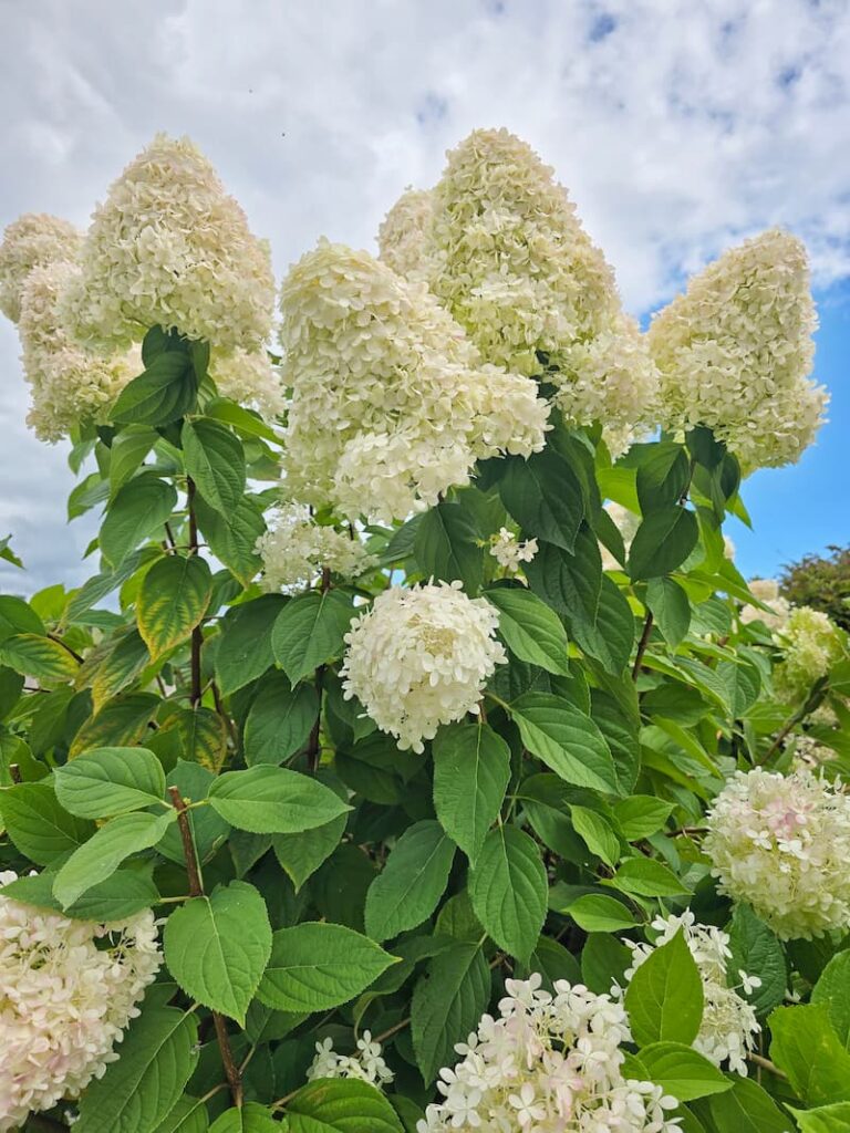 cream hydrangeas in the garden