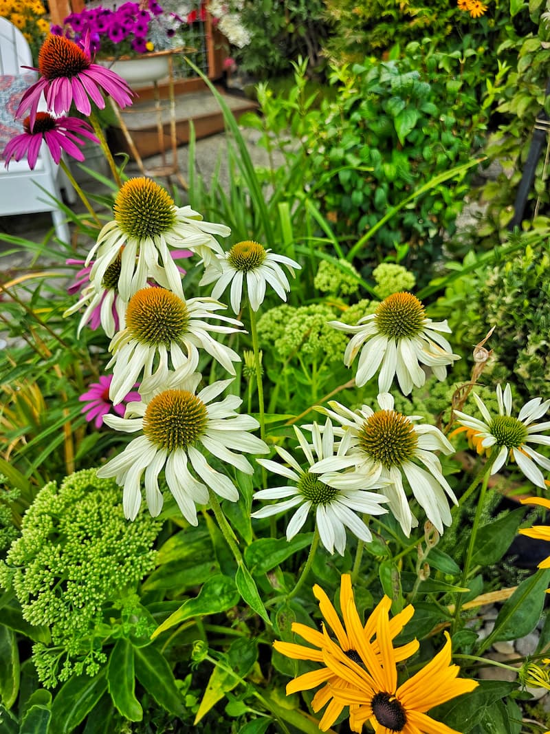 How to Attract Pollinators to Your Garden - Shiplap and Shells
