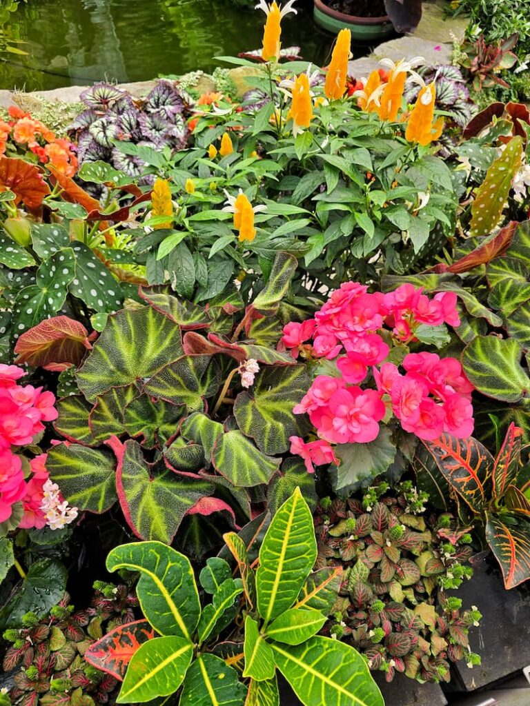 bright flowers in the Butchart Gardens