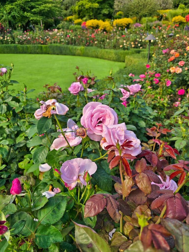 The Butchart Gardens rose garden