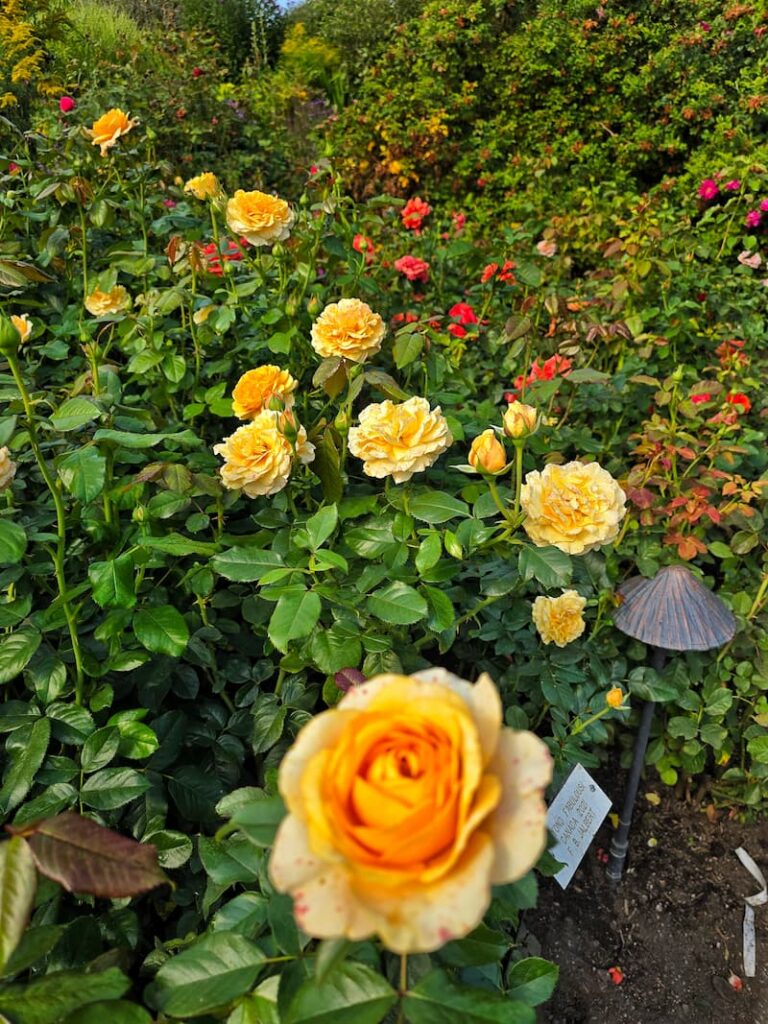 The Butchart Gardens yellow roses