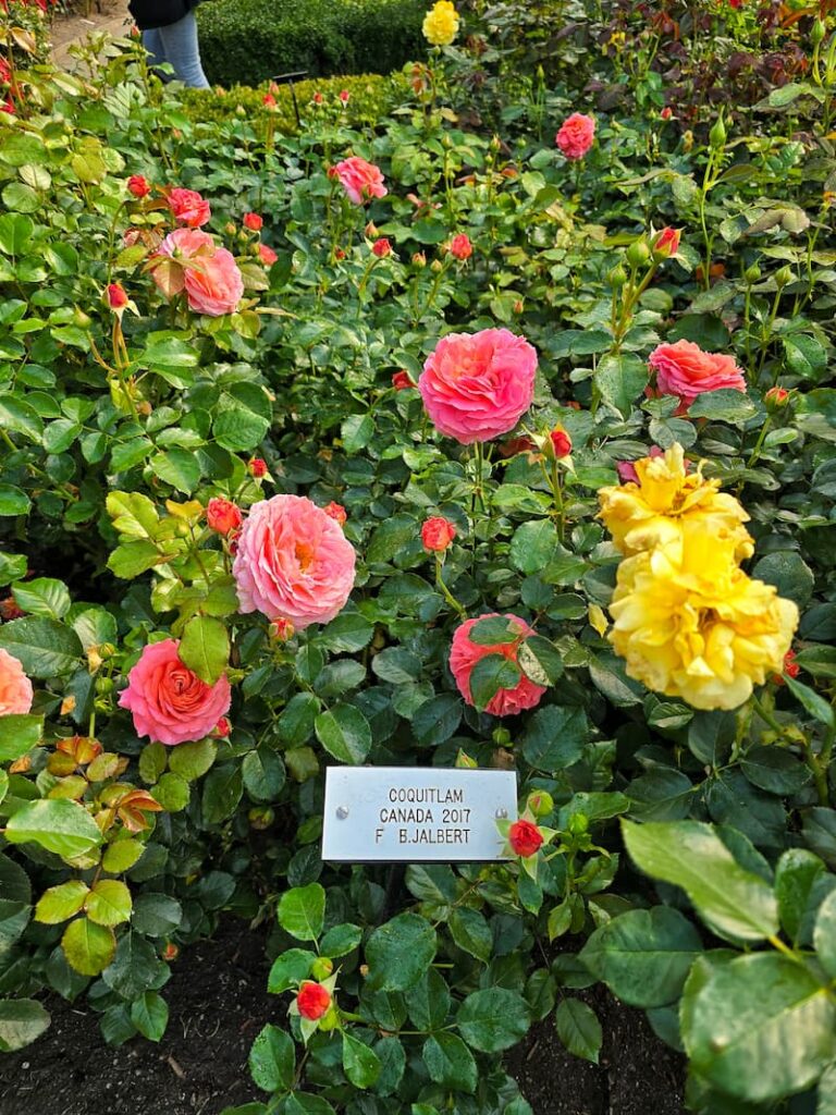 The Butchart Gardens rose garden