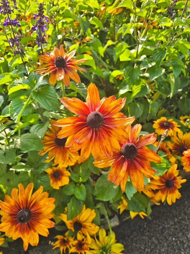 cappuccino rudbeckia