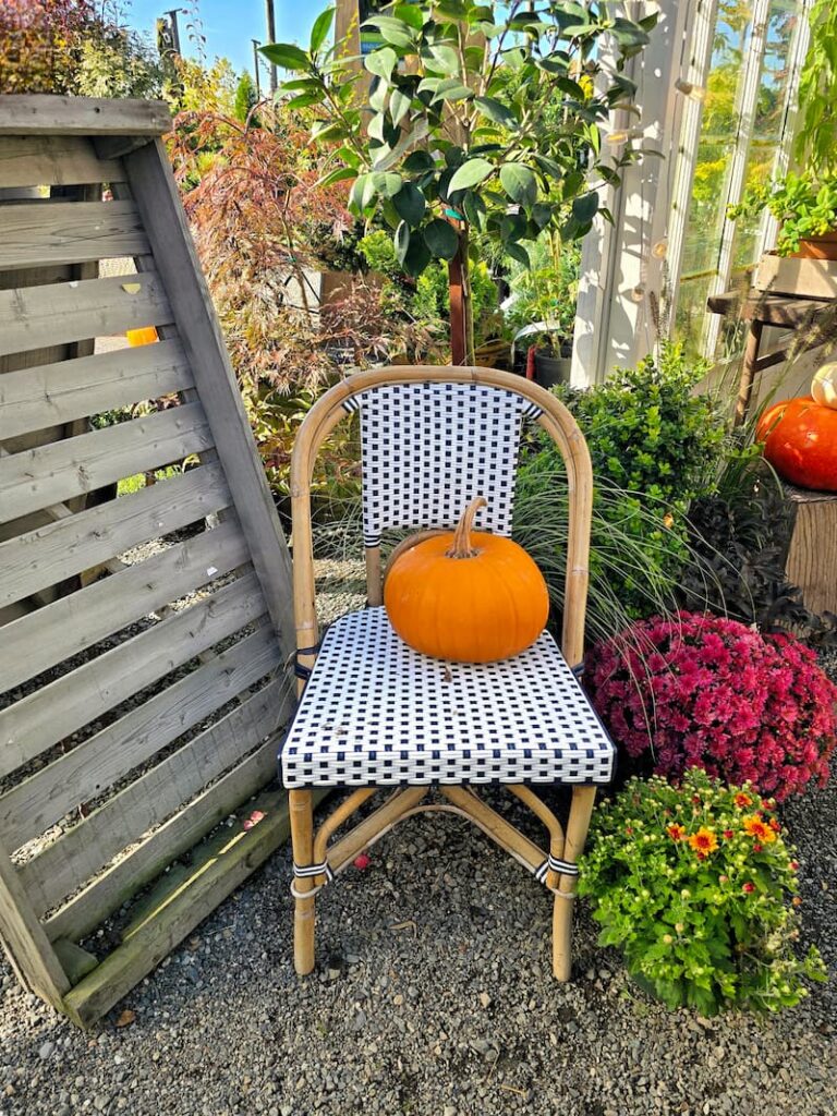 Fall pumpkins, mums, and containers at Christianson's Nursery