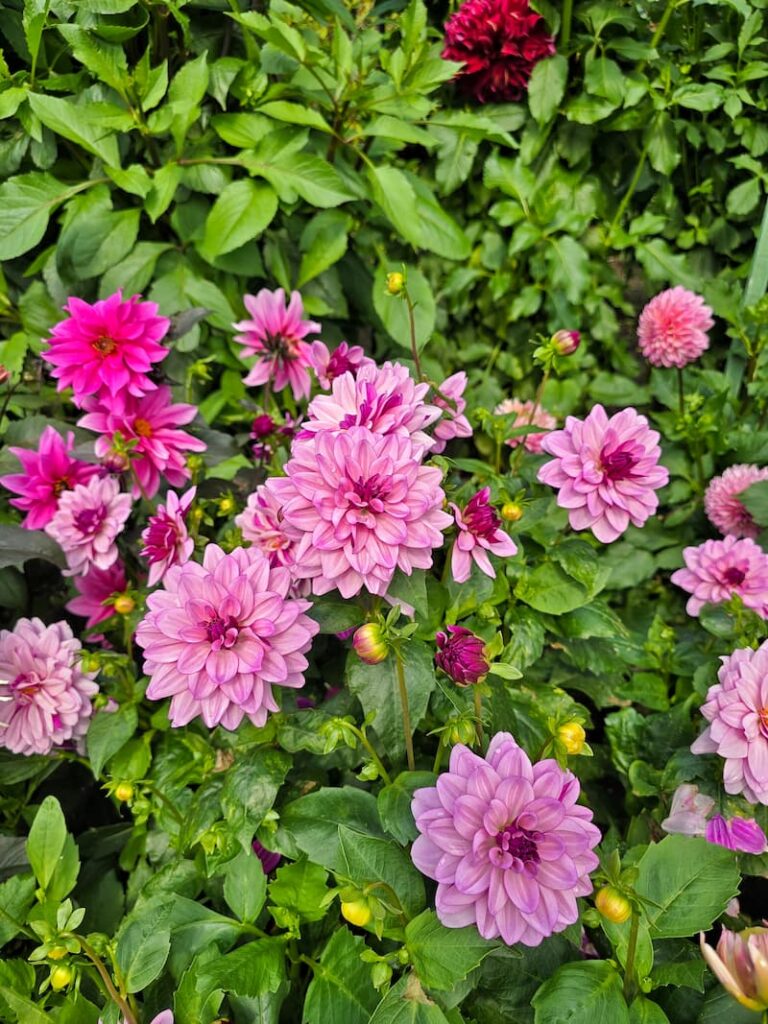 purple dahlias