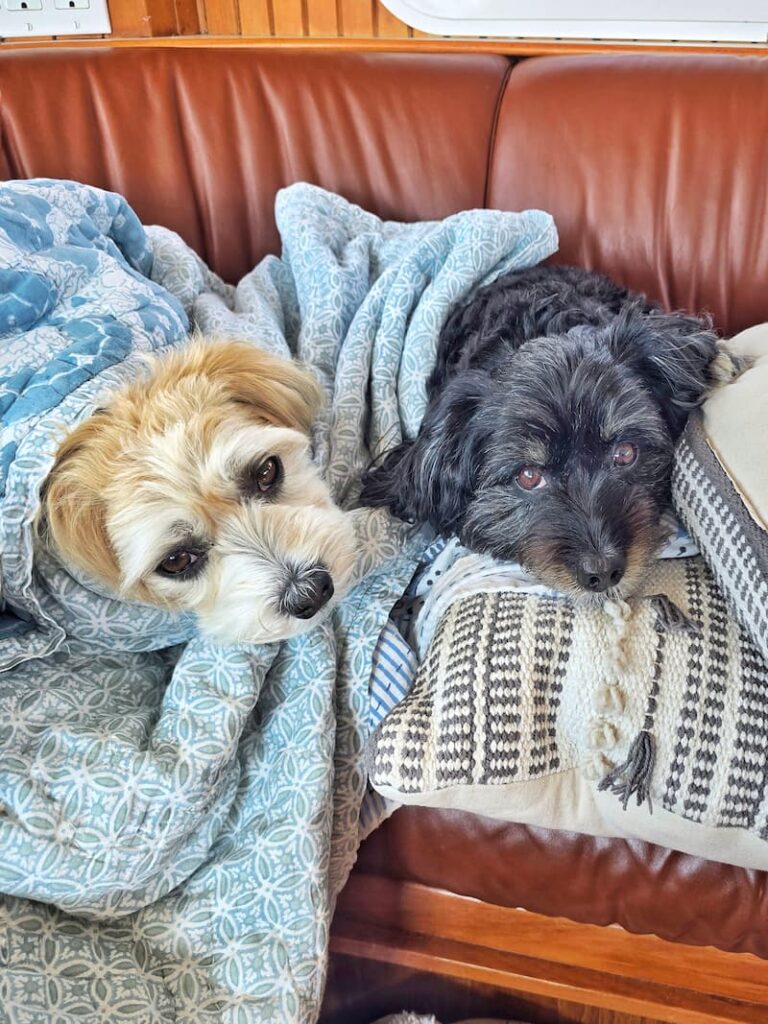 cream and black dogs wrapped in blankets on the boat in the pilot house