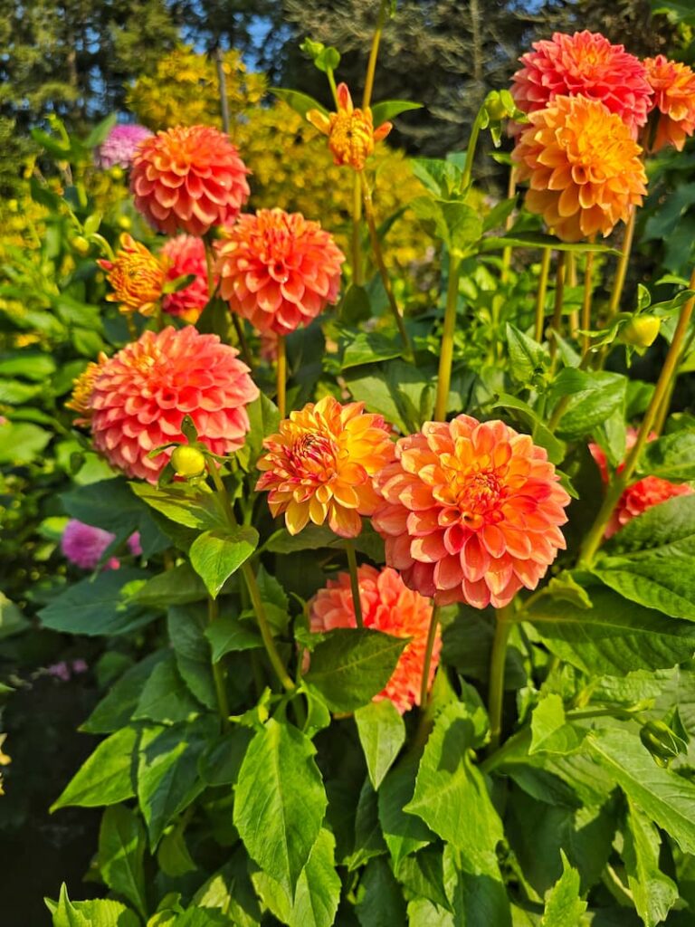 orange dahlias