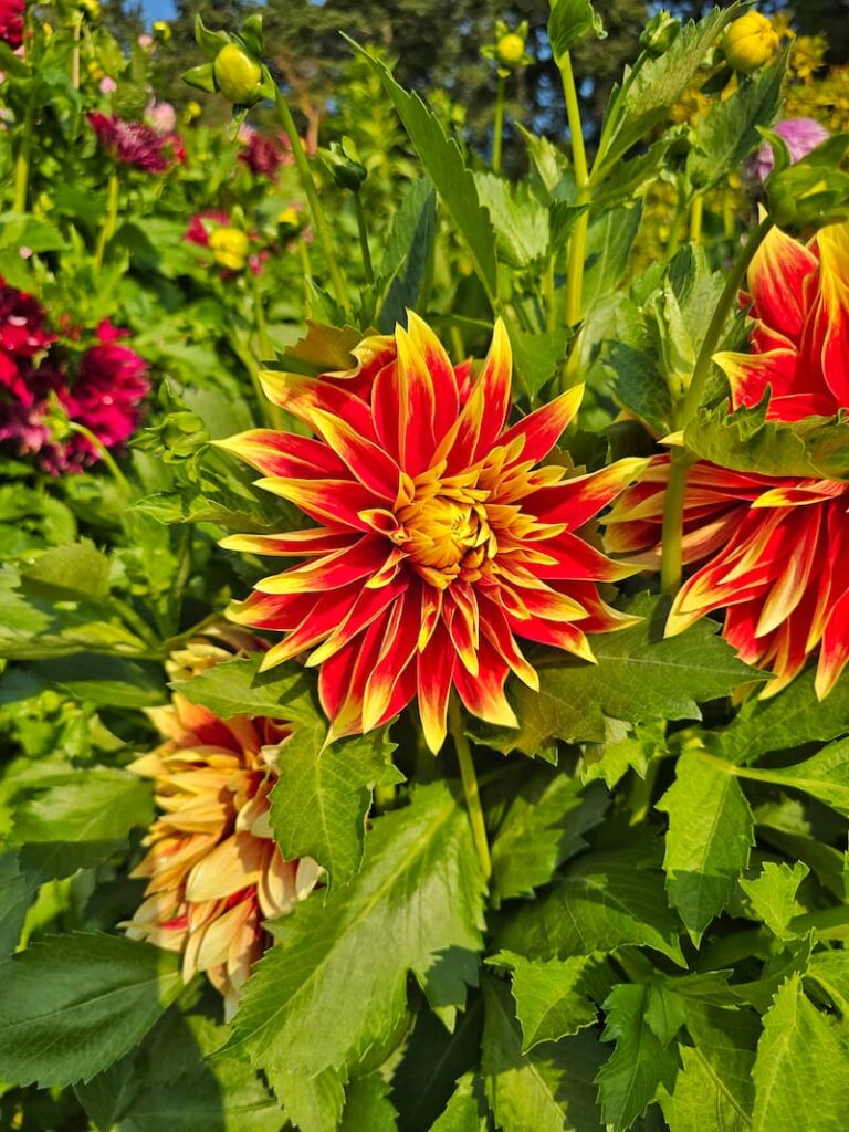 ketchup and mustard dahlias