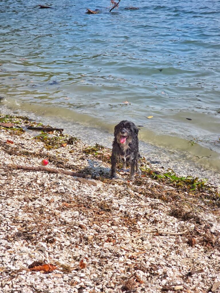 black dog just going for a swim on the beach