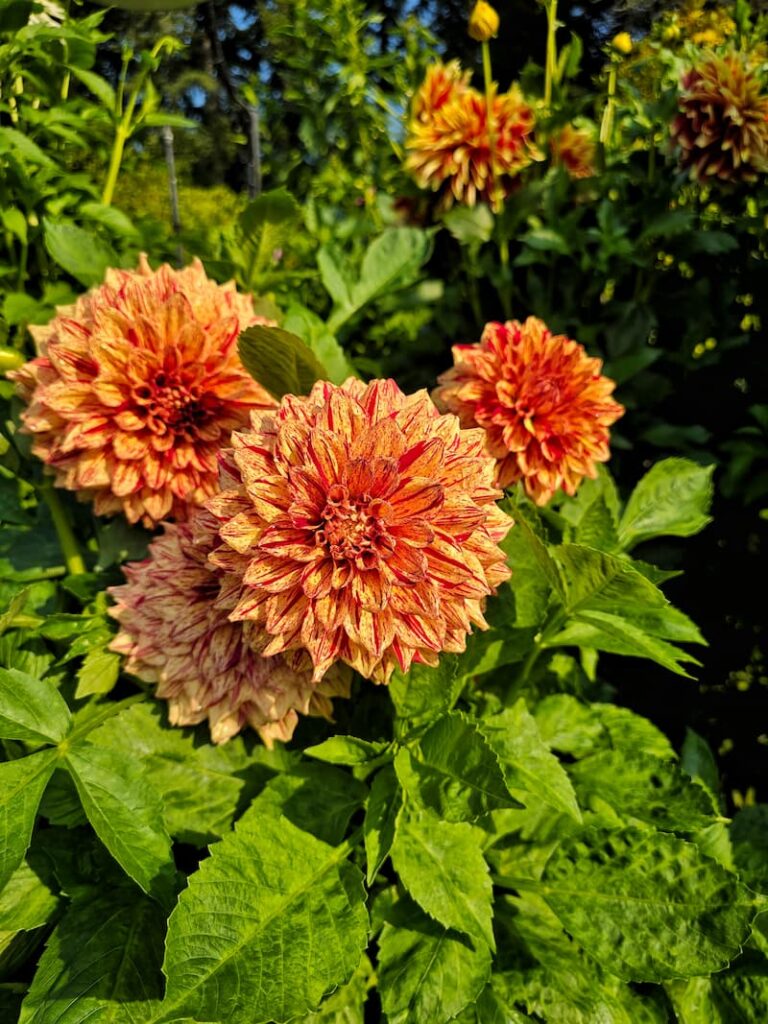 orange speckled dahlias