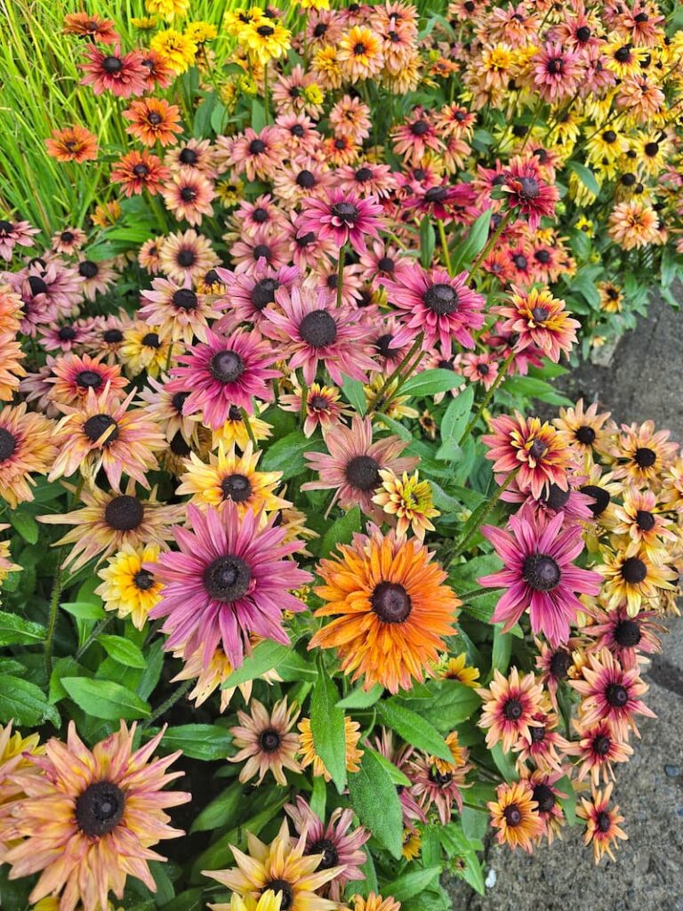 Saltwater Sounds: A September Stroll Through Butchart Gardens and Victoria