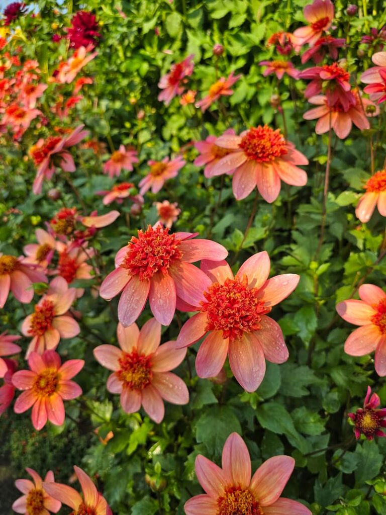 dahlias at The Butchart Gardens