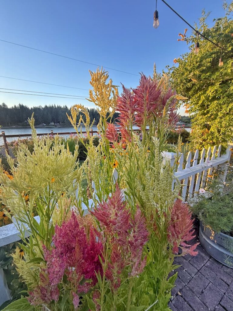 cream and dusty rose celosia growing in the garden