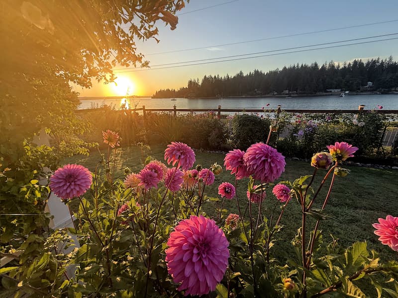 sun going down over the bay with fuchsia dahlias growing in the garden