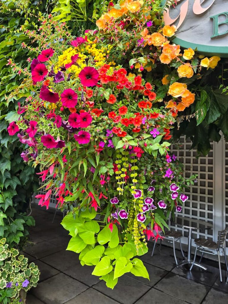 hanging basket of fall flowers