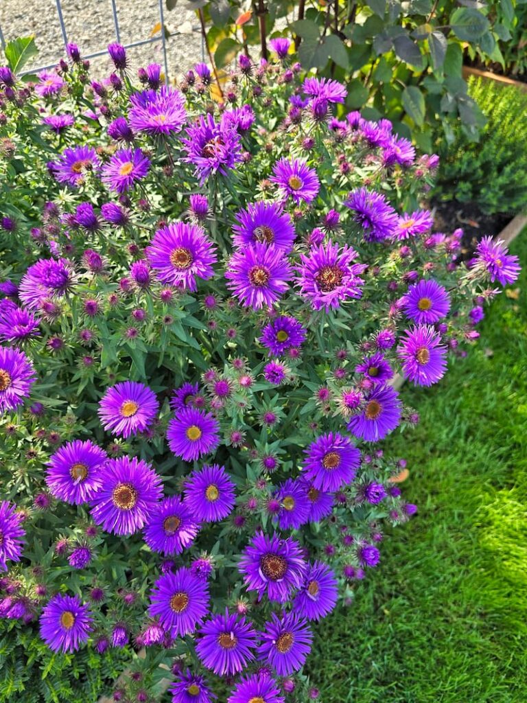 Purple asters growing in the fall cottage garden