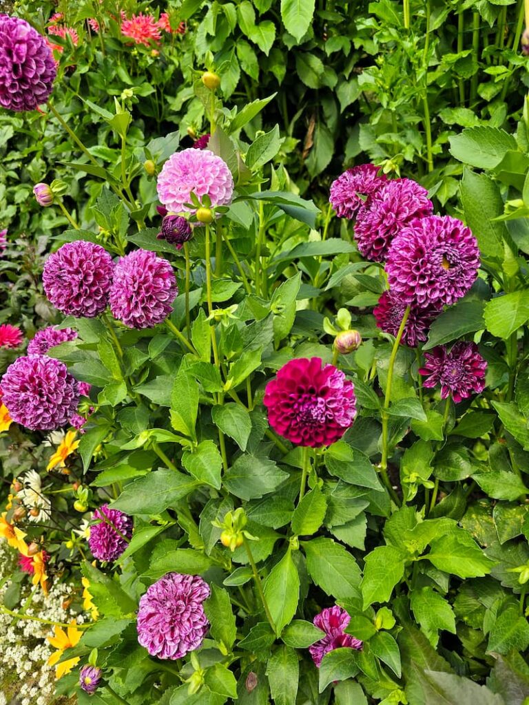 purple dahlias