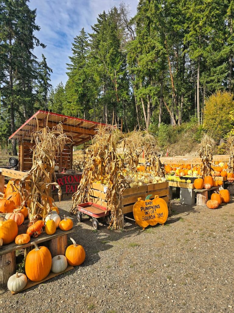 Artondale Farm in Gig Harbor with pumpkins and cornstalks for sale