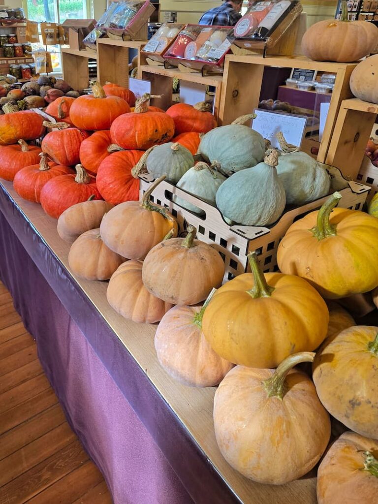 pumpkins of all colors for sale at farm shop