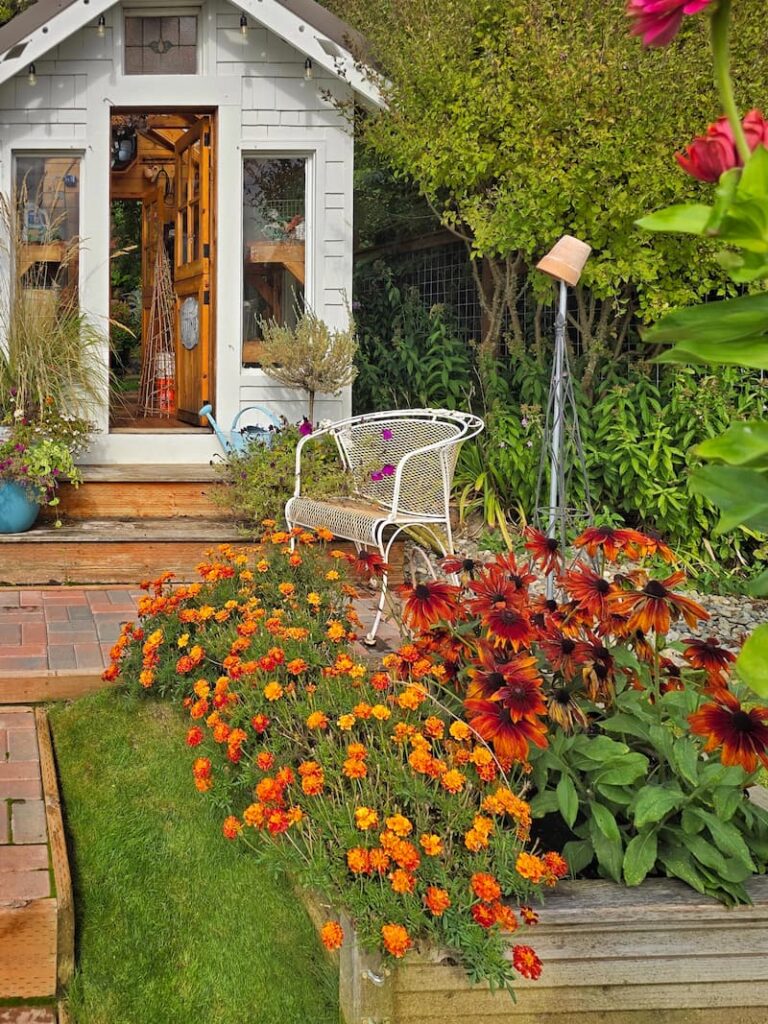 greenhouse and raised beds filled with orange shades of marigolds and black-eyed Susans