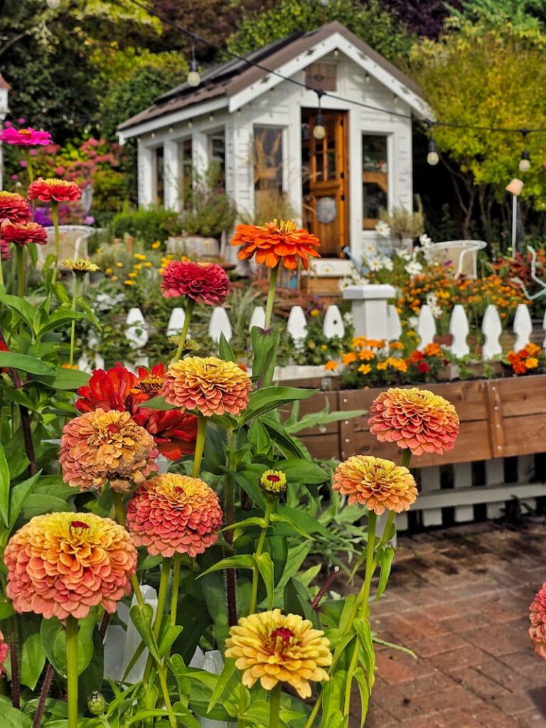 bright colored zinnias growing in the garden in front of the greenhouse