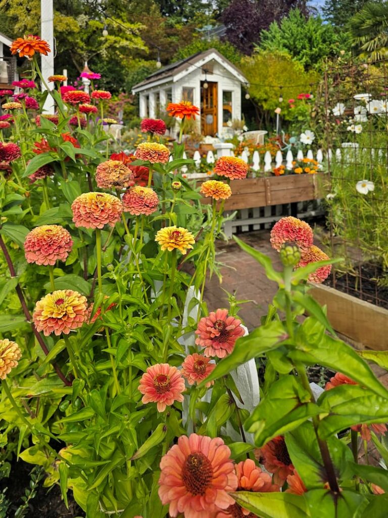 zinnias growing in front of greenhouse