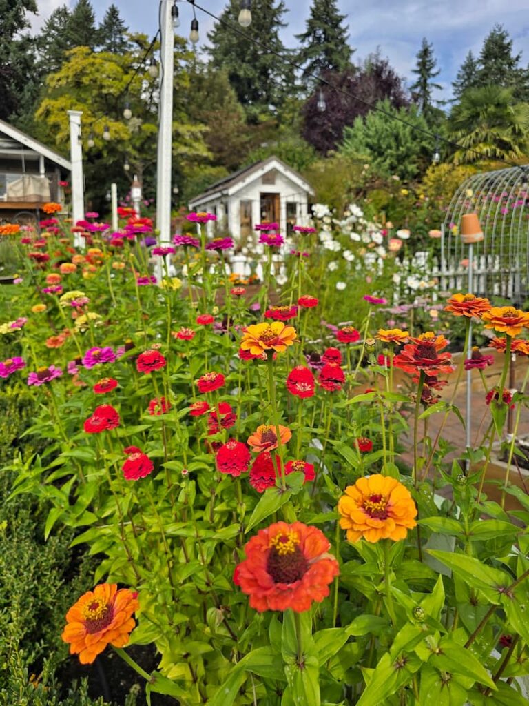 bright colored zinnias growing in the garden in front of the greenhouse