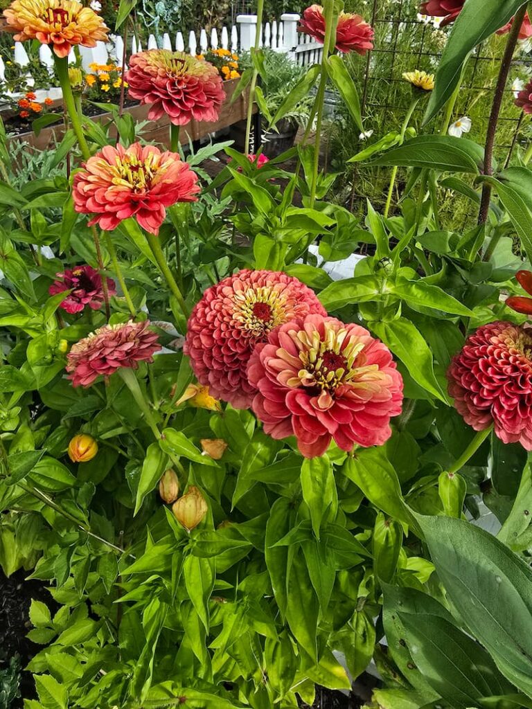 pink and green zinnias growing in the October garden