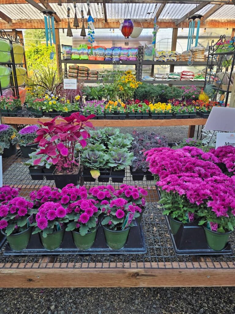 fuchsia and purple fall flowers at the local nursery