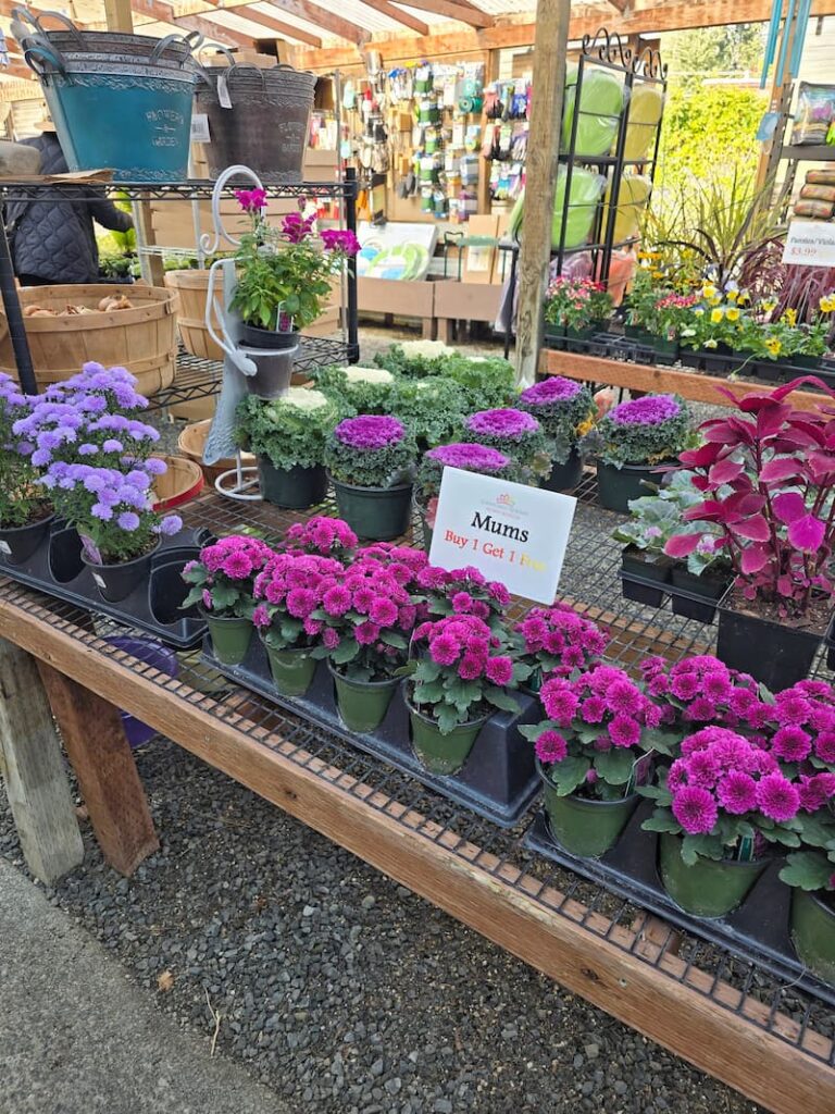 fuchsia and purple fall flowers at the local nursery
