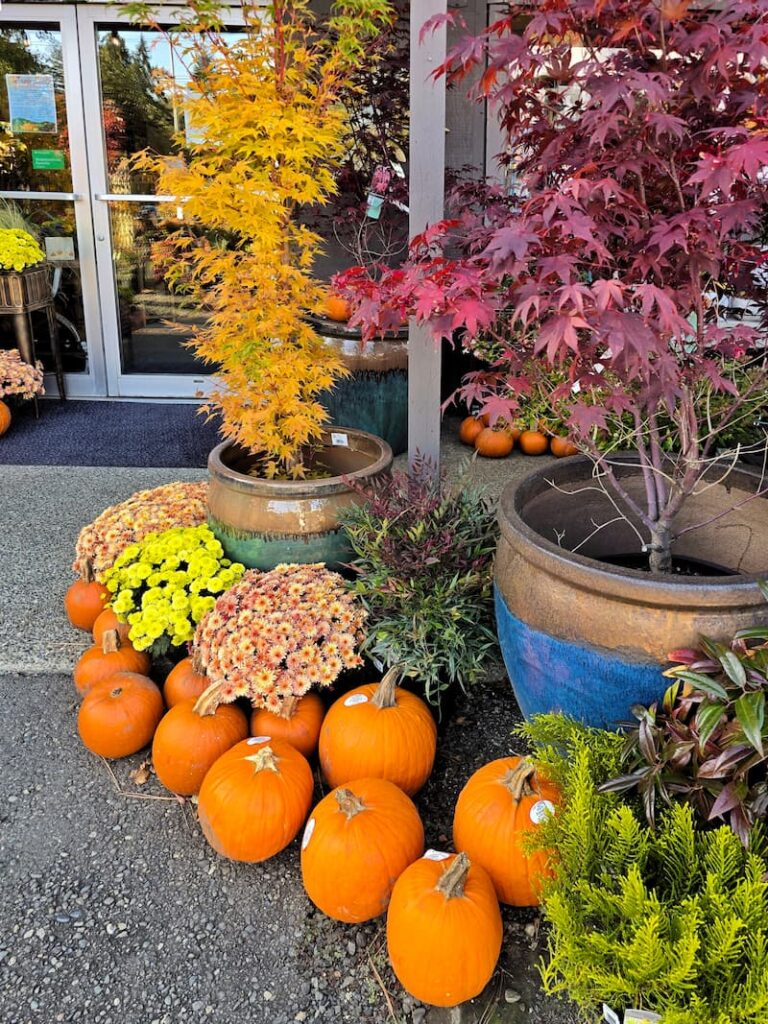 pumpkins and trees at the nursery in the fall season