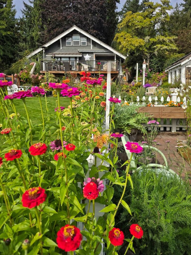 bright colored zinnias growing in the garden in front of the cottage