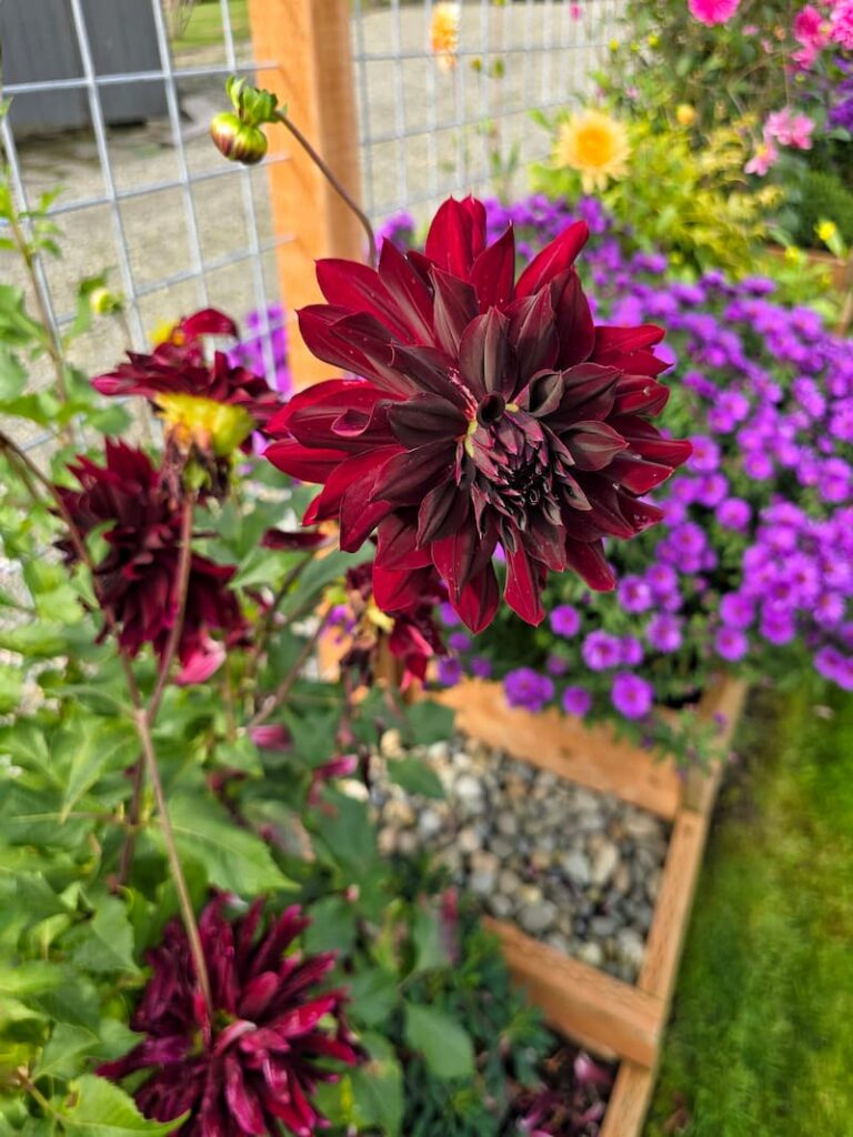 burgundy dahlias growing in the October garden