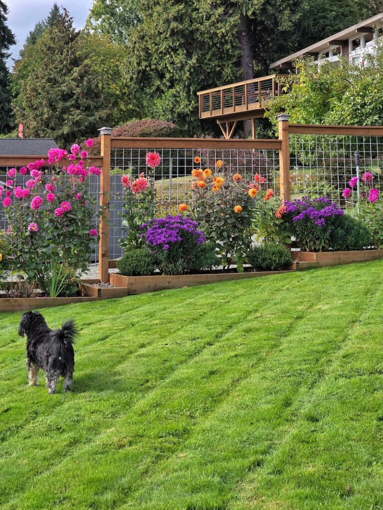 bright colored dahlias and purple asters growing along the fence