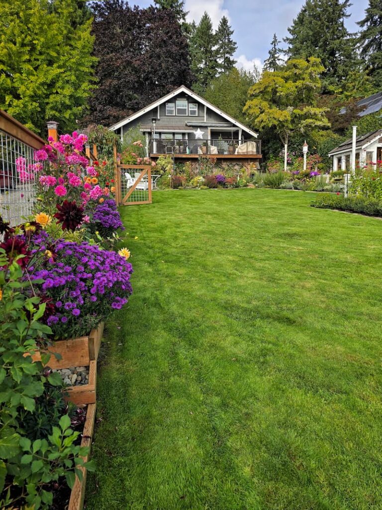 the front yard in October with dahlias and asters growing