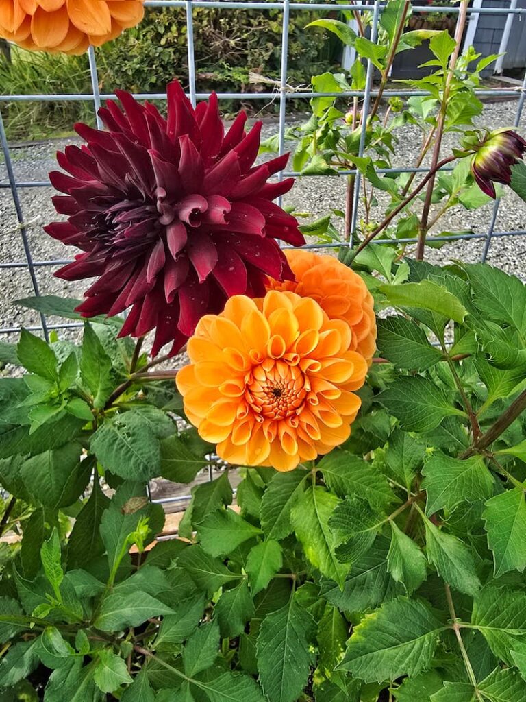 orange and burgundy dahlias growing in the October garden